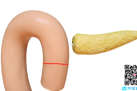 https://www.tiankonglan.com/post/4821.html|动画制作百科