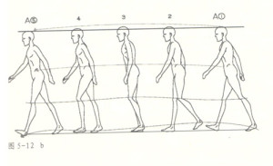 人体走路运动规律图图片
